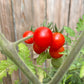 Plant de Tomate Cerise Barbaniaka