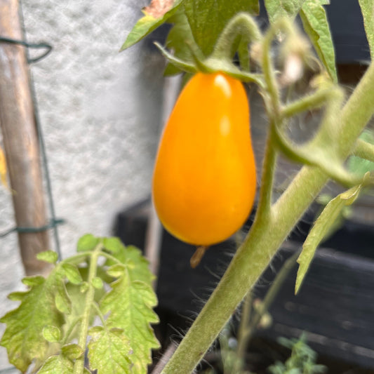 Plant de Tomate Cerise Jaune Beams Yellow Pear