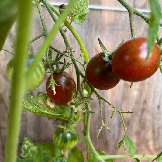 Plant de Tomate Cerise Noire Black Centiflor Hypertress