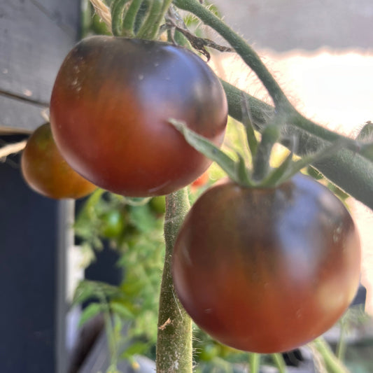 Plant de Tomate Cerise Indigo Blue Chocolate