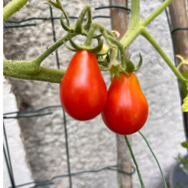 Plant de Tomate Cerise Red Fidj