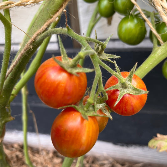 Plant de Tomate Cerise Bigarrée Pink Bumble Bee