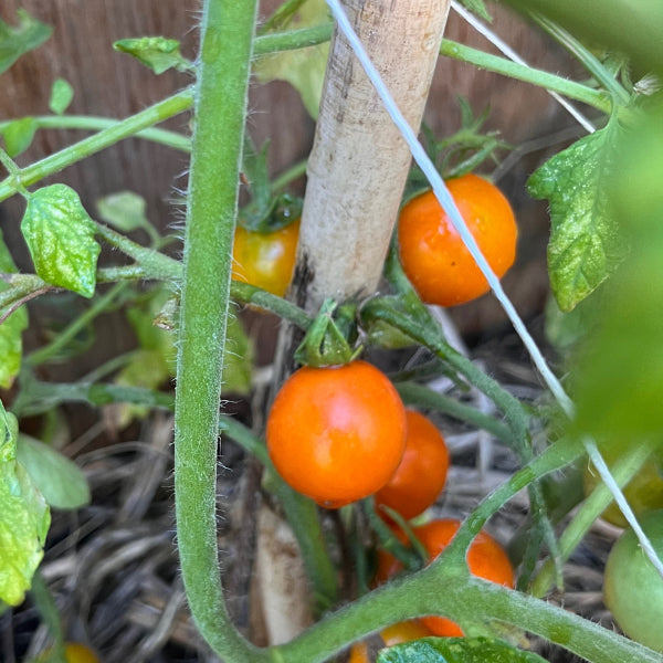 Plant de Tomate Cerise Orange Ida Gold