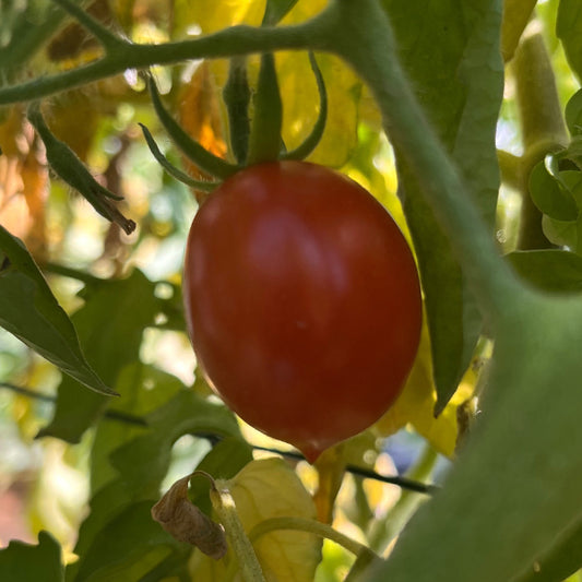 Plant de Tomate Brin de Muguet