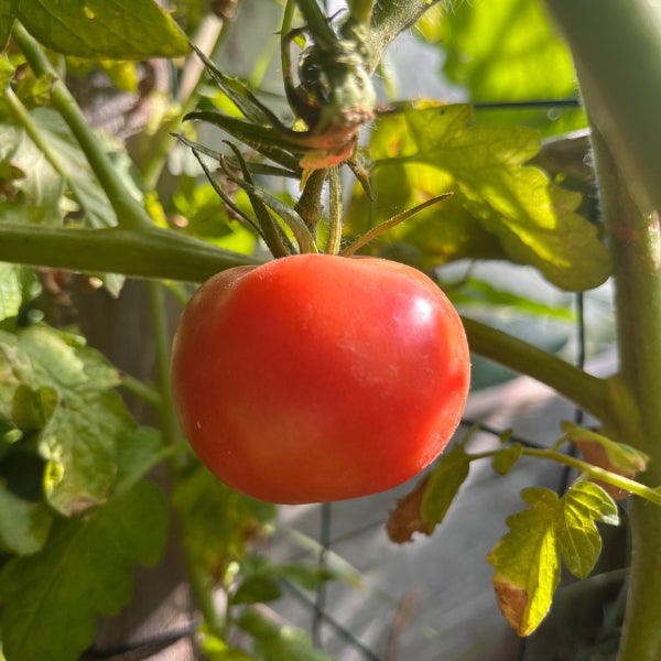 Plant de Tomate Rose de Berne