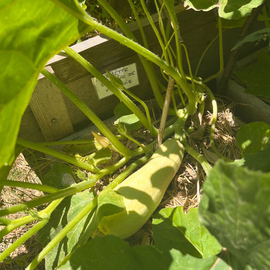 Plant de Courgette Blanche de Virginie