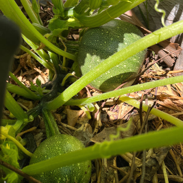 courgette ronde de nice