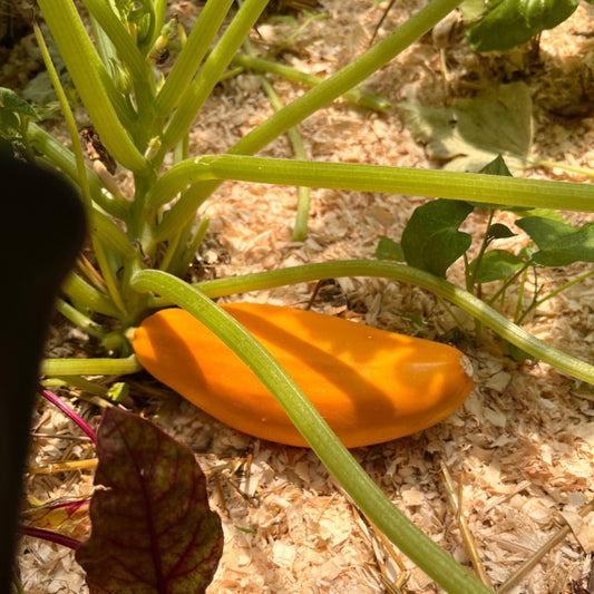 courgette sélection sativa allongée